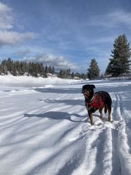 Sadie in the snow