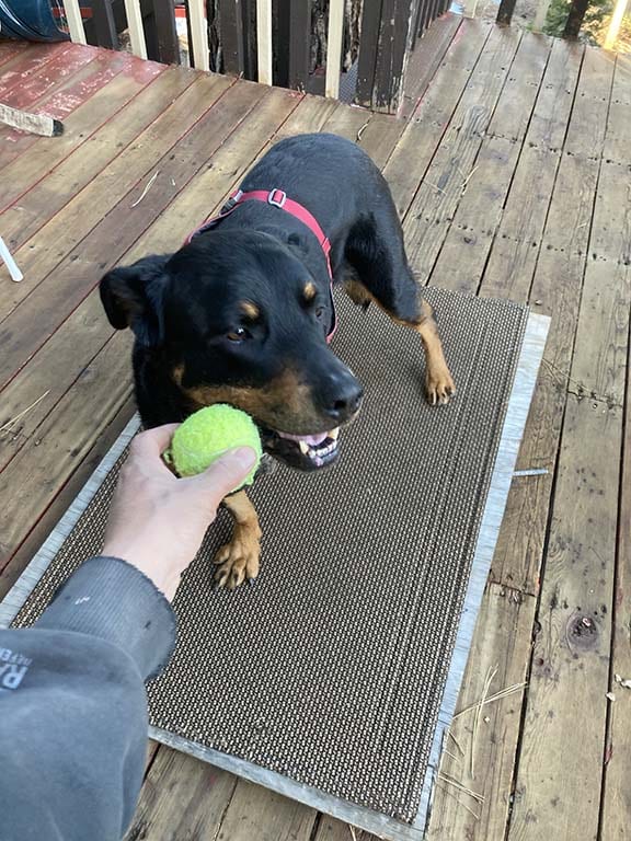 three-legged Rottweiler dog